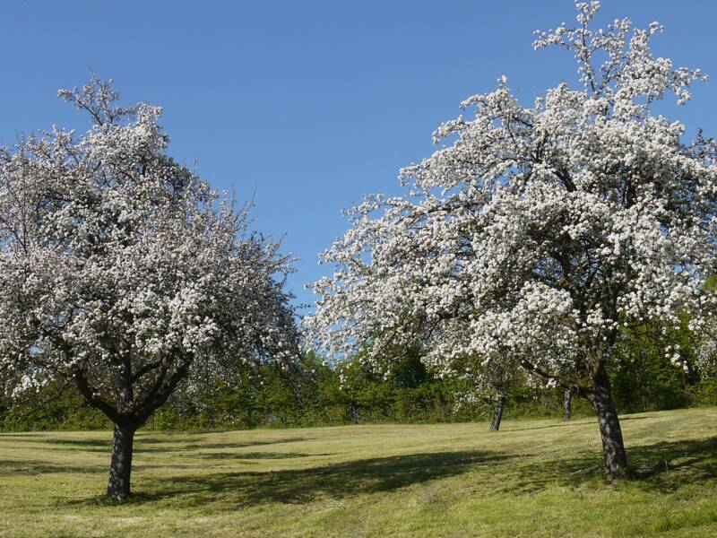 Zwei blühende Bäume auf einer Streuobstwiese