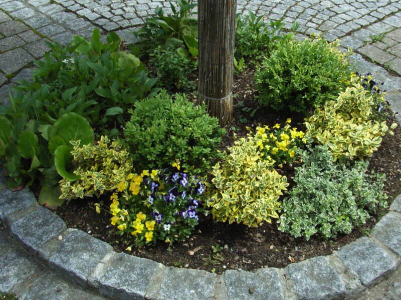 Gestaltetes Beet mit Blumen unterhalb eines Baumstammes auf einem Gehweg