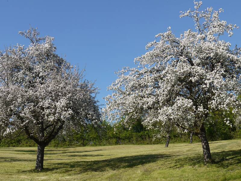 Zwei blühende Bäume auf einer Streuobstwiese