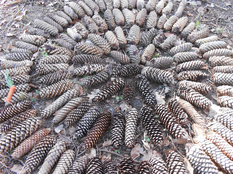 Mosaik aus Tannenzapfen im Rotmilane Naturkindergarten Weiler 